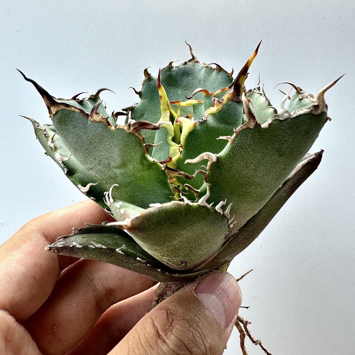 アガベ agave チタノタ 金鯨 三頭極上血統子株！強棘選抜 ( 検索 皇冠