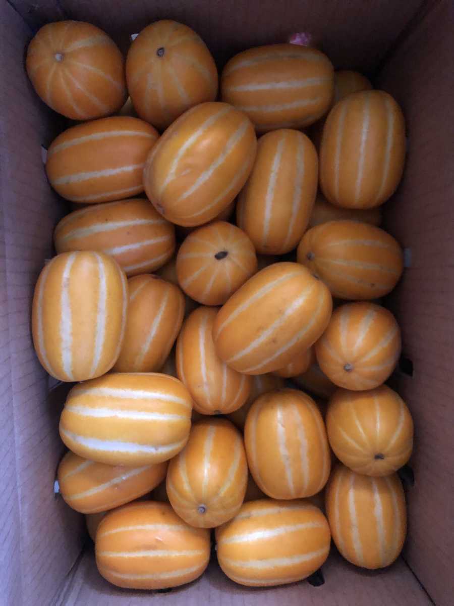 チャメメロン　箱込み約2kg