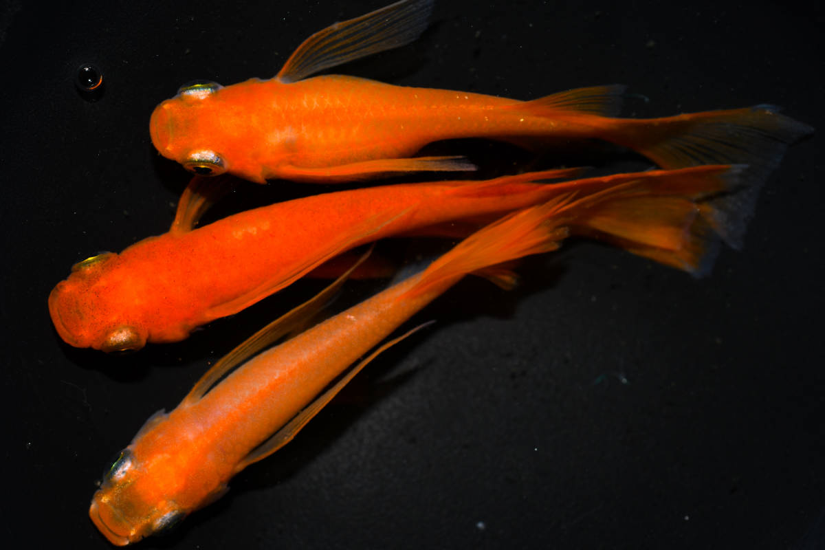 紅帝リアルロングフィン」めだか (川魚 紅帝リアルロングフィン〈2ペア 