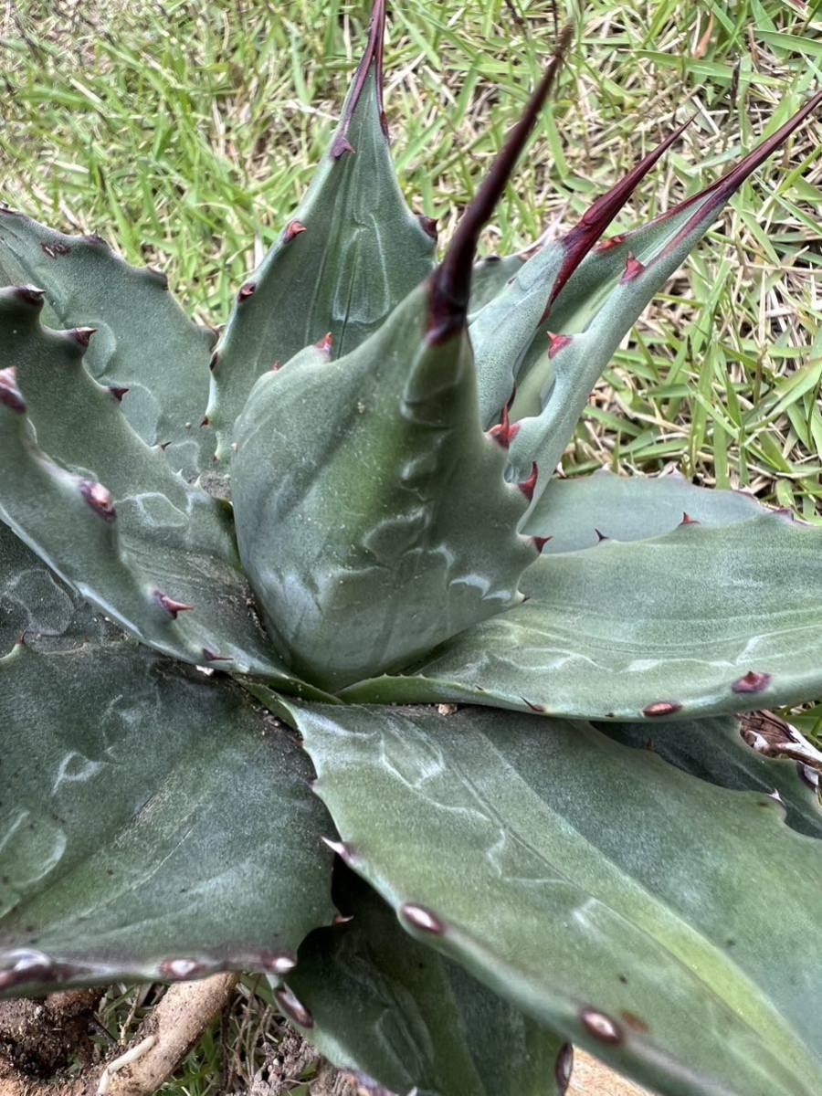 農園直送限定 大サイズ AGAVE アガベ モンタナ ライムフラッシュ 斑入
