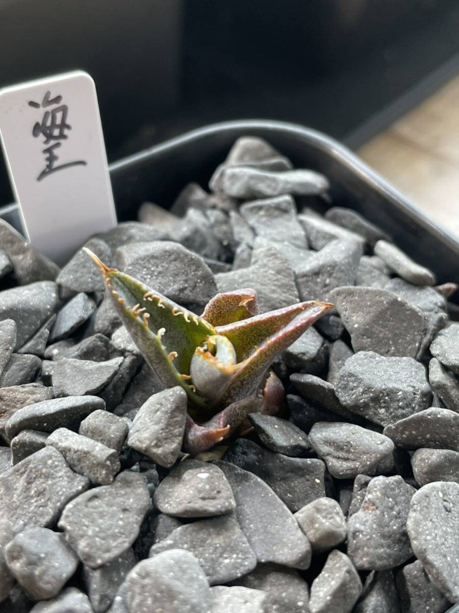チタノタ アガベ | 黒犀牛超希少 Yahoo!オークション - titanota Agave
