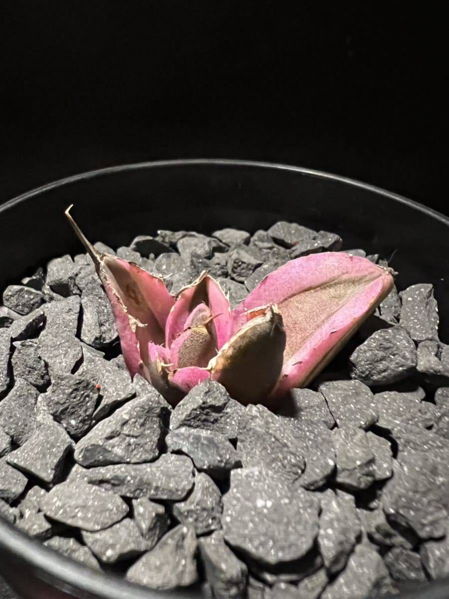 アガベ チタノタ スナグルトゥース 子株 アガベ 花、園芸 【公式通販】