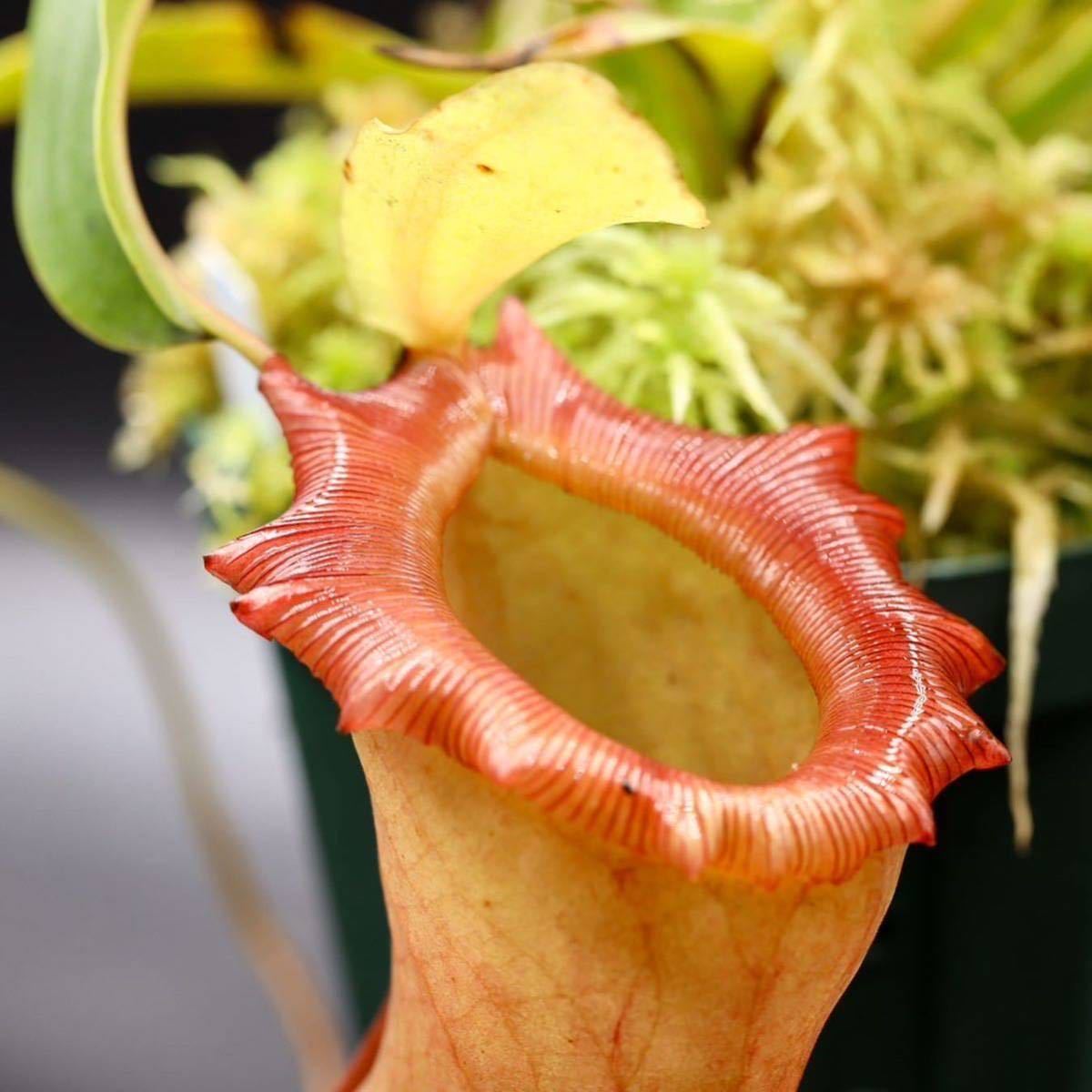 N. ventricosa Bicol， Luzon， Philippines. No.2【Nepenthes