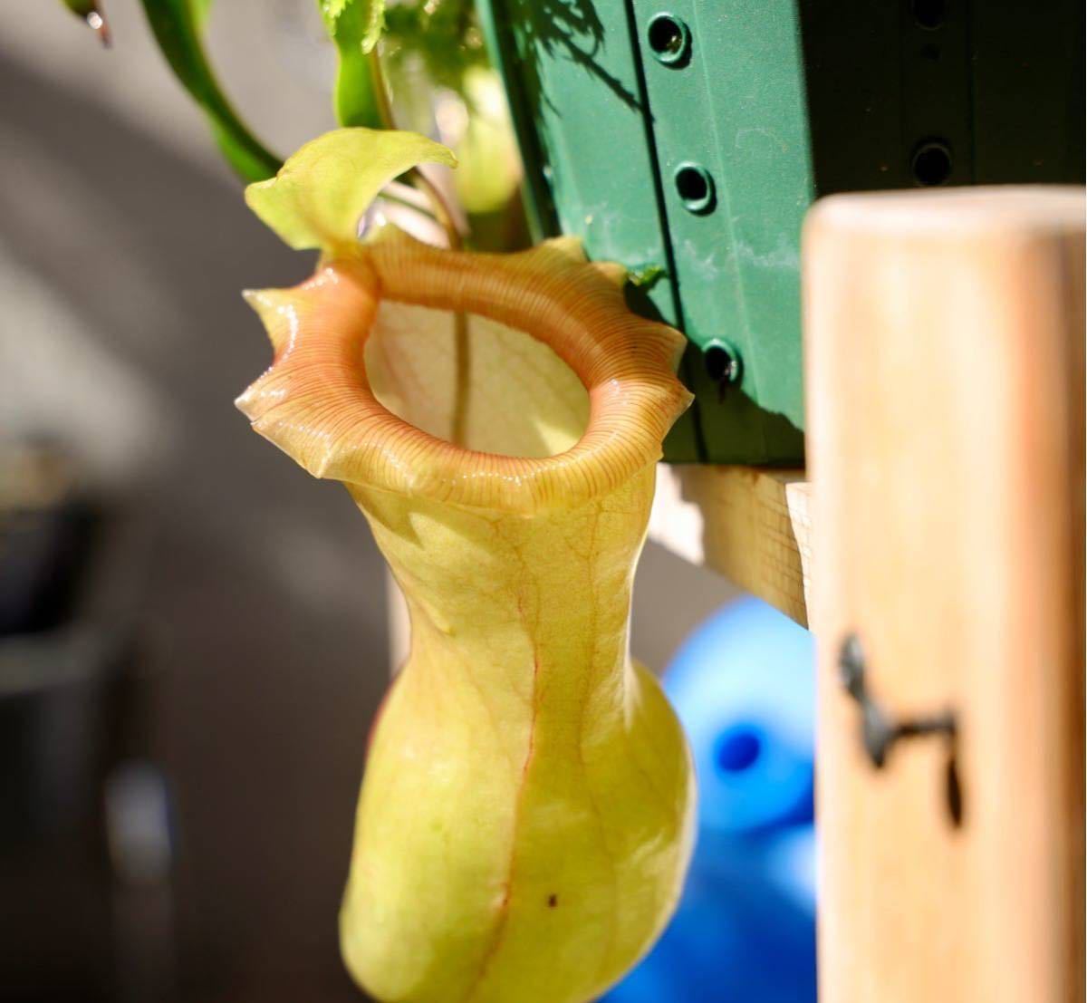 N. ventricosa Bicol， Luzon， Philippines. No.2【Nepenthes
