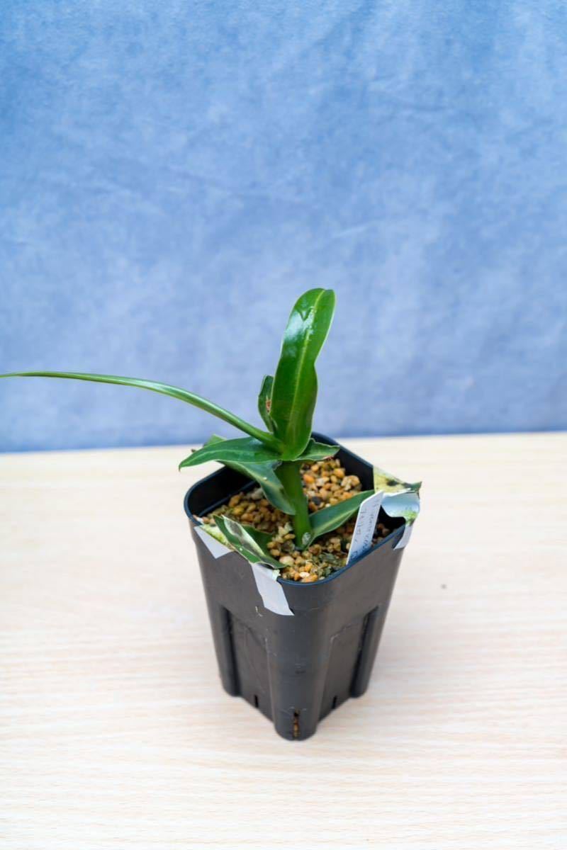 N. ventricosa Bicol， Luzon， Philippines. No.2【Nepenthes