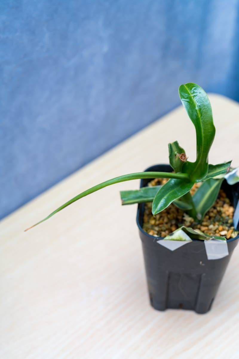 N. ventricosa Bicol， Luzon， Philippines. No.2【Nepenthes