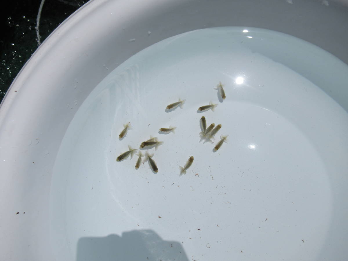 【天明らんちゅう】■■■厳選本命魚■■■　■■特鮮魚■■　当歳　現在１軍池より　１５匹　　■■■A・A