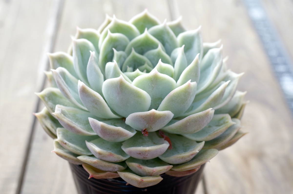 美苗】エケベリア オウンスロー オンスロー Echeveria 