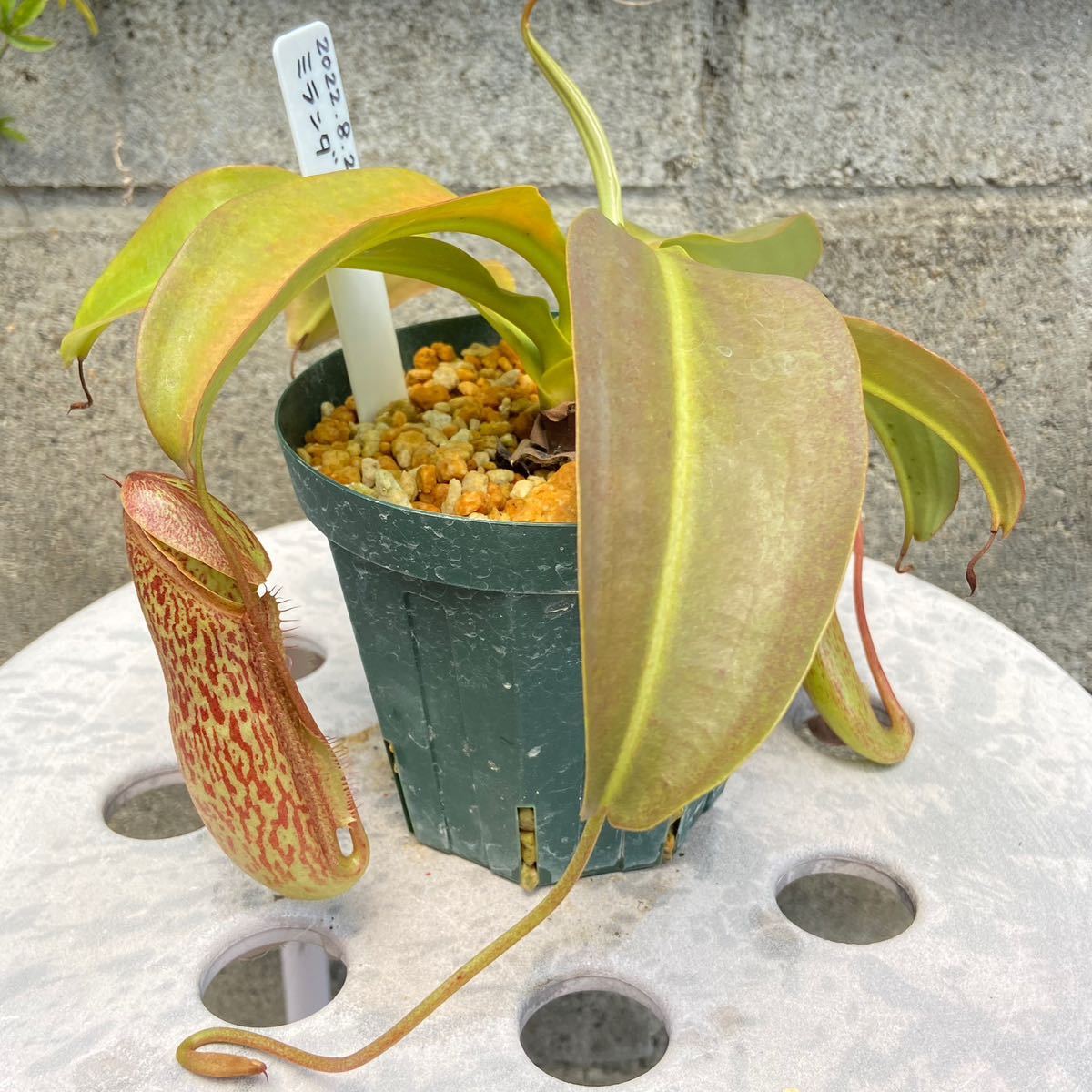 N.Miranda (ミランダ) オス株 ネペンテス ウツボカズラ 食虫植物 熱帯