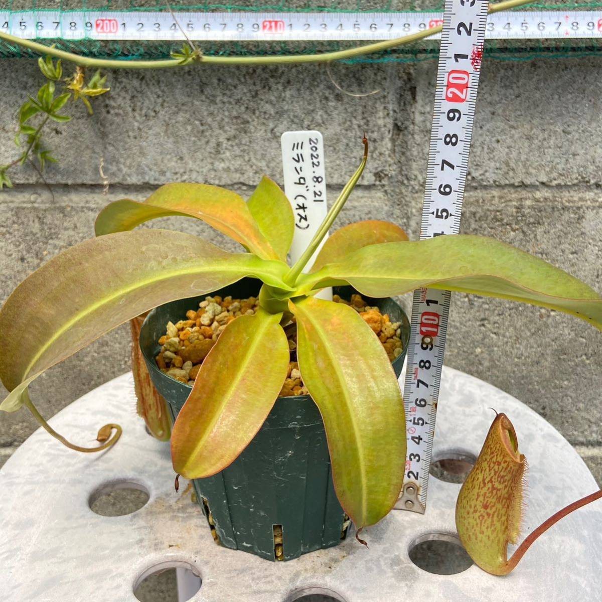 N.Miranda (ミランダ) オス株 ネペンテス ウツボカズラ 食虫植物 熱帯