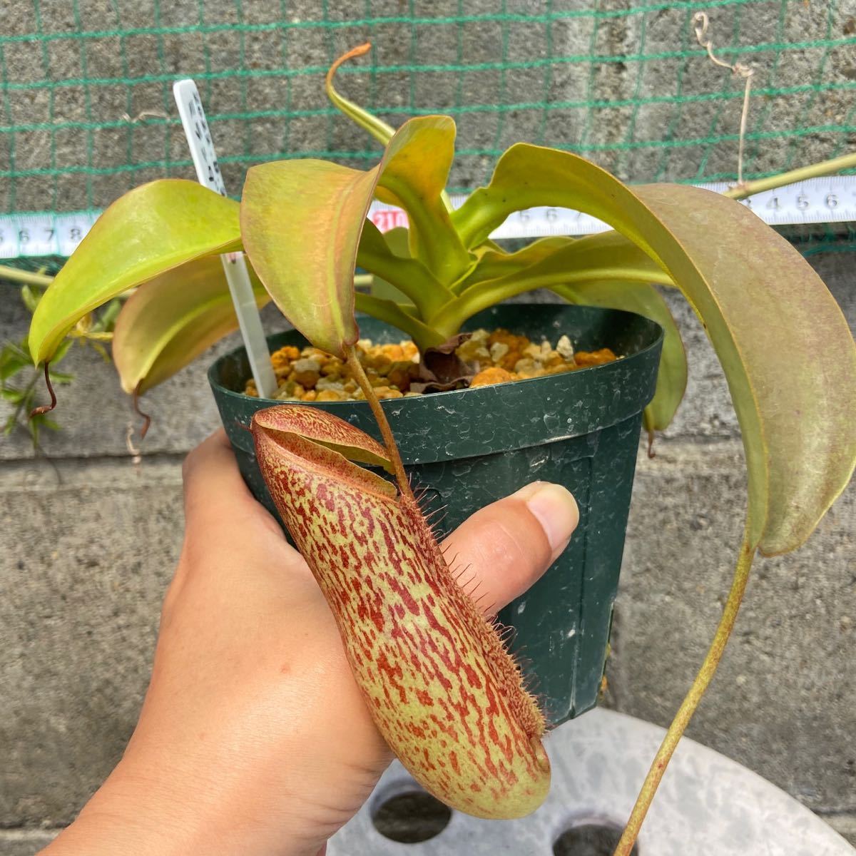 N.Miranda (ミランダ) オス株 ネペンテス ウツボカズラ 食虫植物 熱帯
