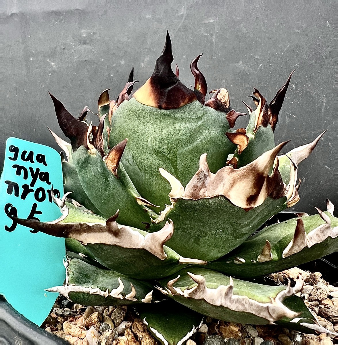 B62 激レア高級品種 アガベ チタノタ ハデス 恐竜牙歯 黒帝斯 陽炎狂刺 極上強棘 狂刺 8頭極上子株