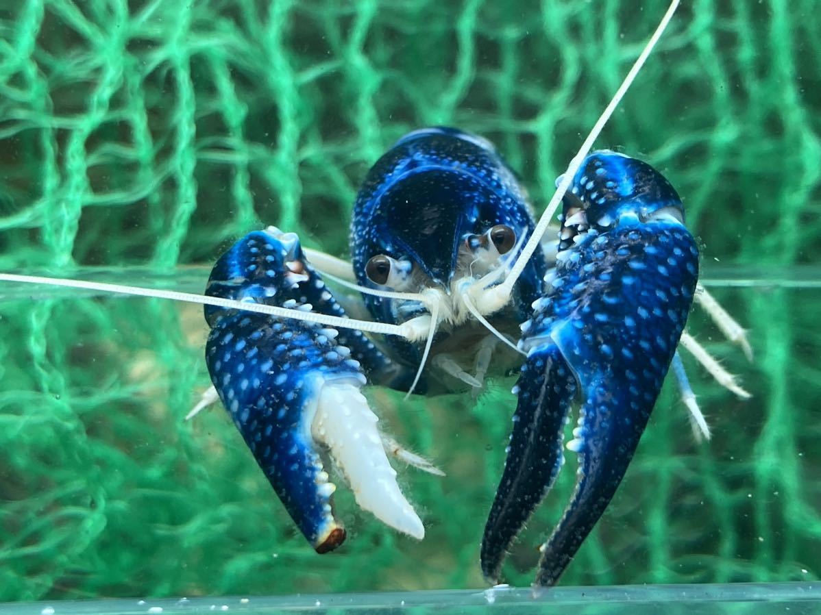6】セメ線有！ ブルームーン ペア ♂♀ 約7.5㎝ （5月22日，月曜）まで 