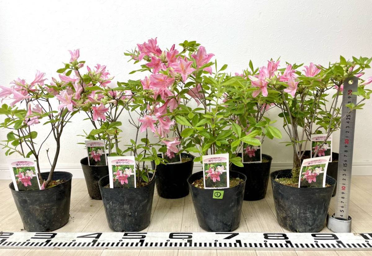 1【匂いツツジ　アンチロープ（香りツツジ　桃花）8鉢セット　4.5号　現品】