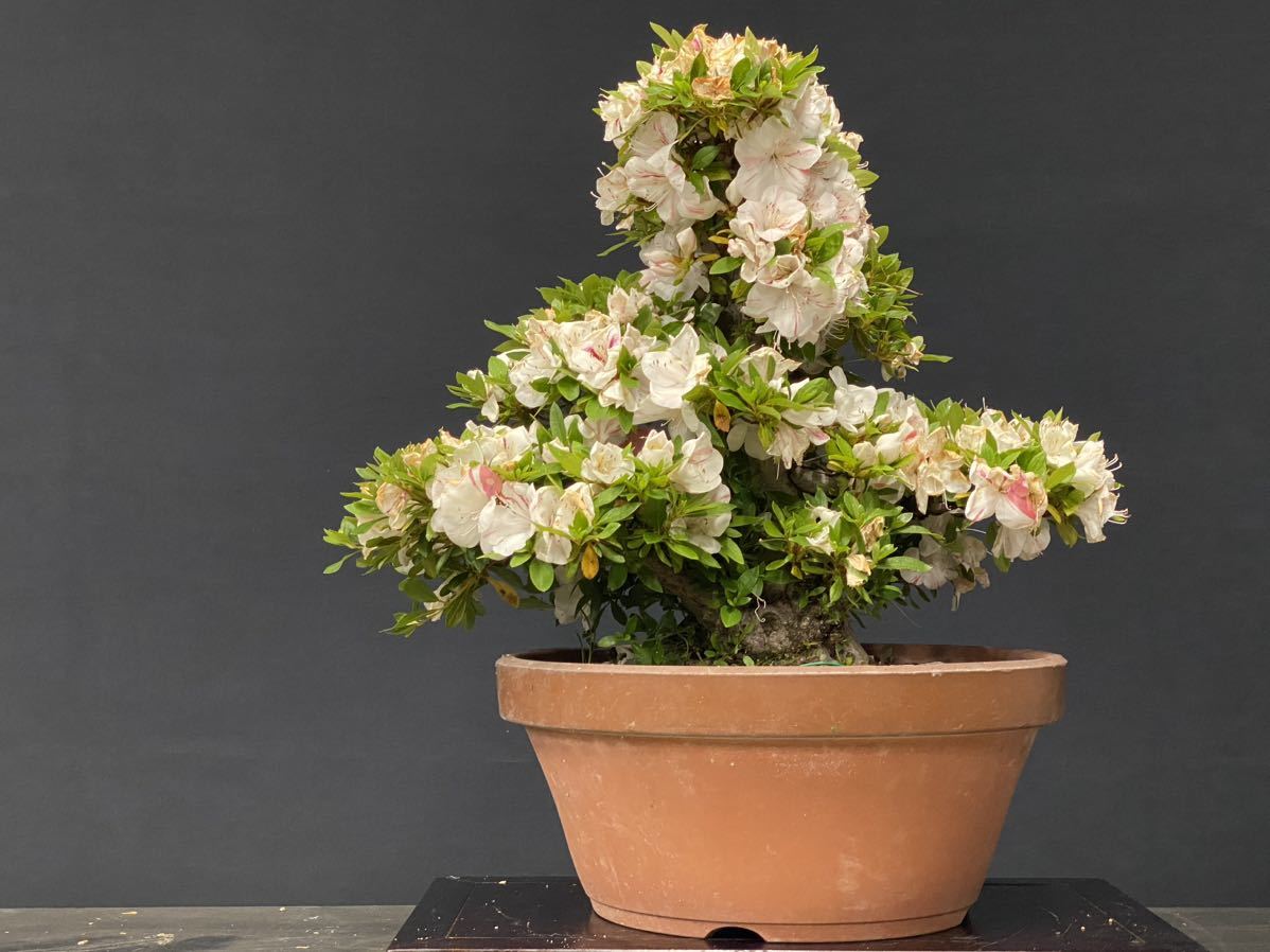 盆栽味澤　皐月　光華　盆栽