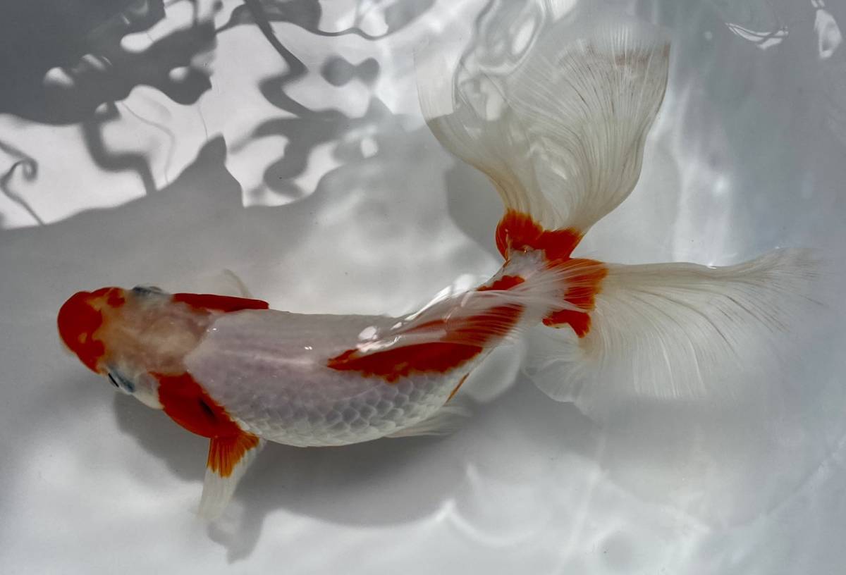 1■浜松産 東海錦◆参歳 20.5cm雌◆同日落札2以上の方餌プレゼント◆北海道/九州 /青森/秋田/沖縄/離島発送不可