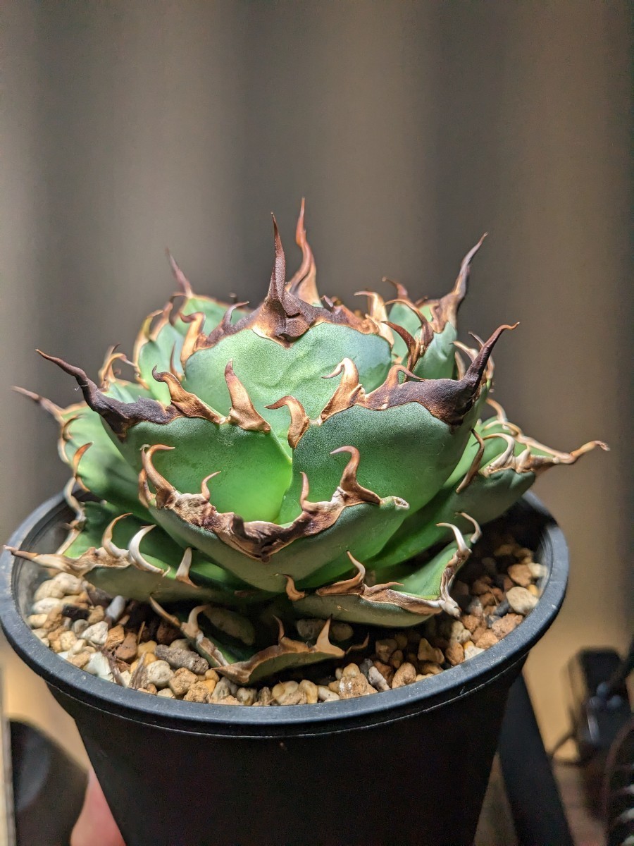 アガベ チタノタ オテロイ ハデス AGAVE HADES アガベ ハデス チタノタ オテロイ アガベ チタノタ ハデス