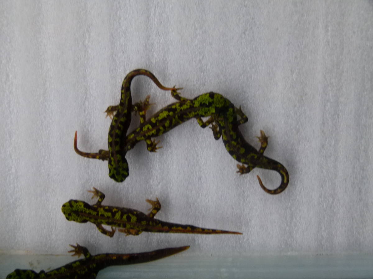マダライモリ幼体7匹 4～5cm 【公式通販】