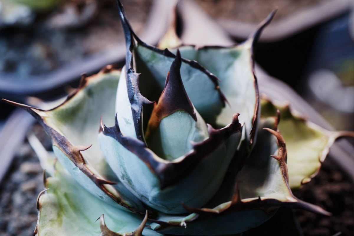 アガベ　チタノタ　dennisB05 子株　青犀牛 超希少特選株” Agave titanota “青犀牛” アガベ チタノタ Blue Rhino