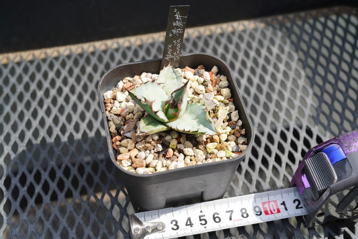 超希少特選株” Agave titanota “青犀牛” アガベ チタノタ Blue Rhino