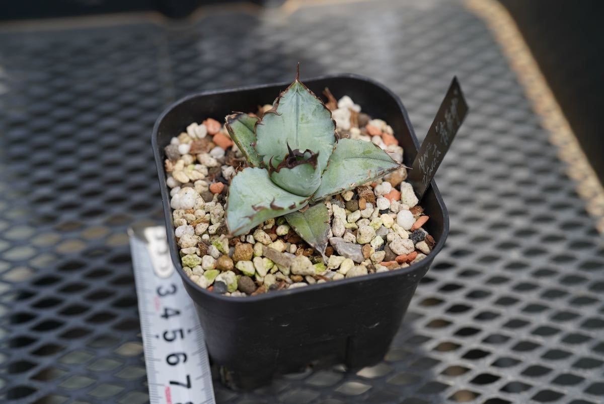 超希少特選株” Agave titanota “青犀牛” アガベ チタノタ Blue Rhino