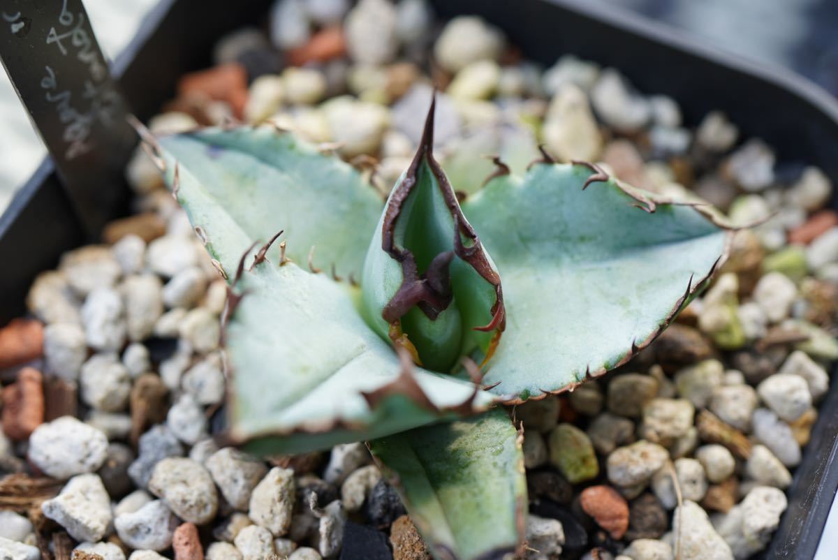 チタノタ「青犀牛」未発根 青葉 トリコーム 超希少特選株” Agave titanota “青犀牛” アガベ チタノタ Blue Rhino