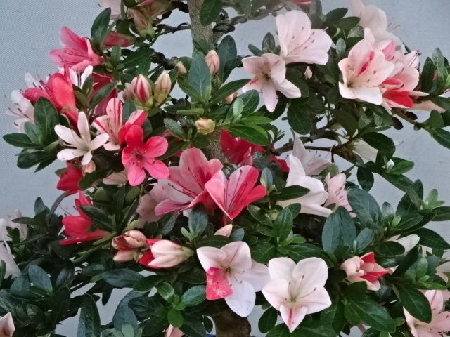 さつき盆栽【美咲】 ☆(さつき)・《美咲》皐月盆栽・花物・ 樹高 約49㎝ 幹直径約3