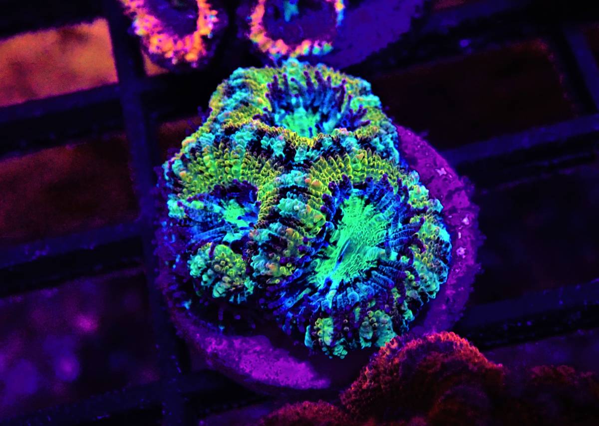 The First Marines　オーストラリア産　カクオオトゲキクメイシ　ウルトラカラー　２２　フラグ　奥棚