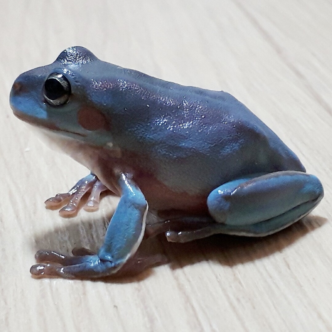 鬼レア超美!!スノフレ×オージーグリーンイエアメ☆スケルトンの色変個体が出現した同腹で産まれた青みがかったボディが魅力的な極上個体