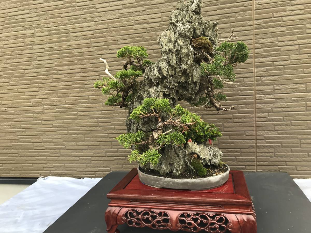 誠樹園 石付盆栽 真柏 松 五葉松の入札履歴 - 入札者の順位