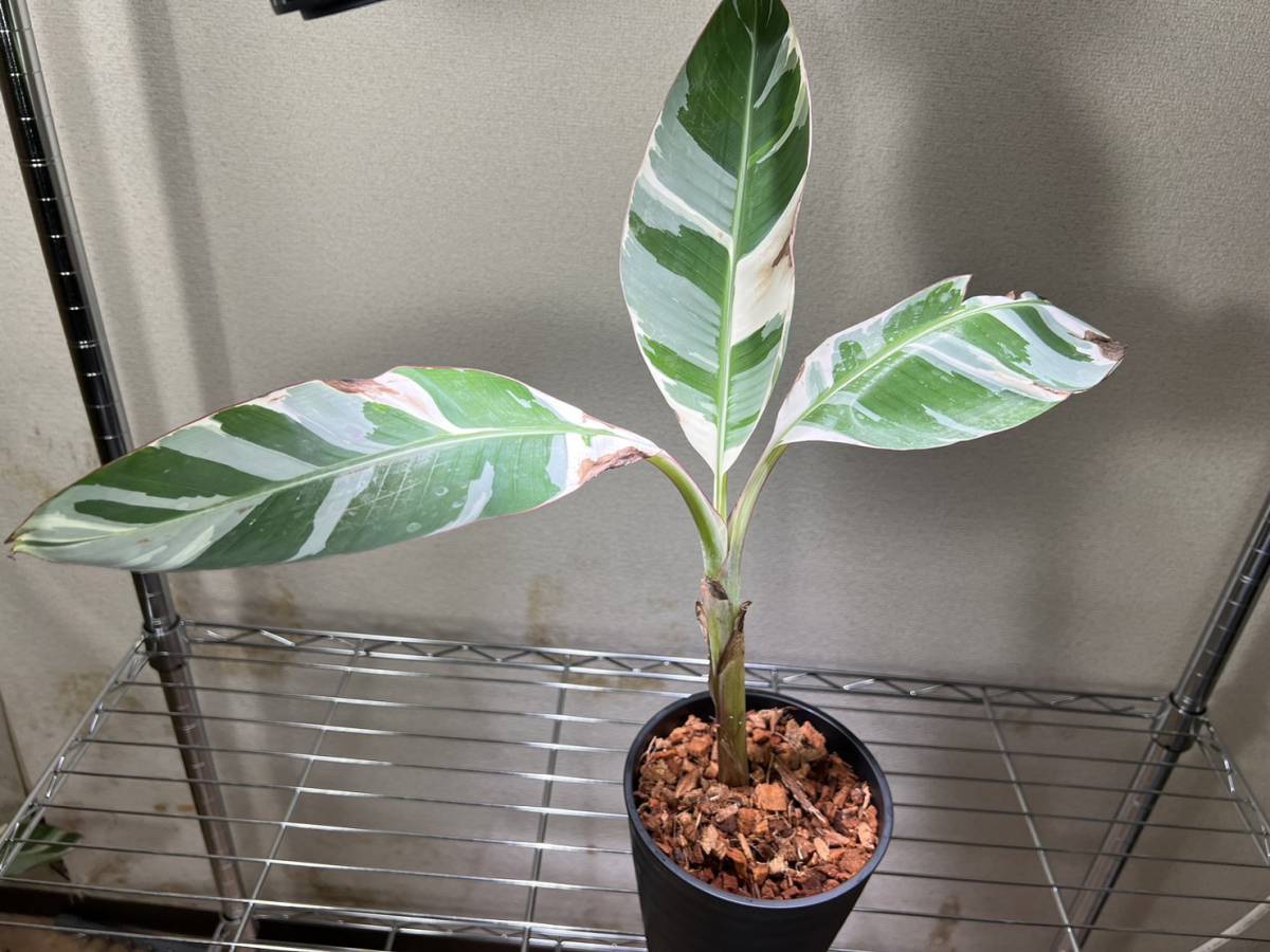 プレミア株☆斑入り☆バナナ アエアエ variegata☆高さも有☆ 写真現物 