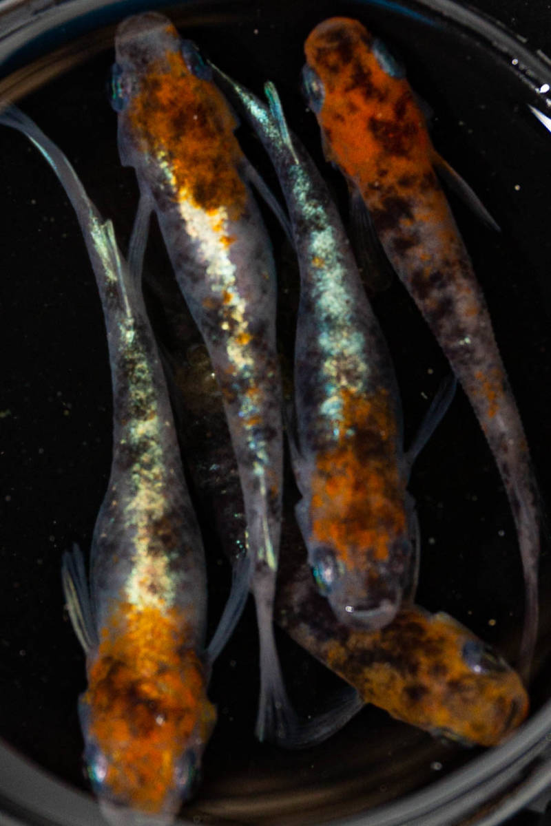 銀鱗紅玉 種親クラス めだか 現物