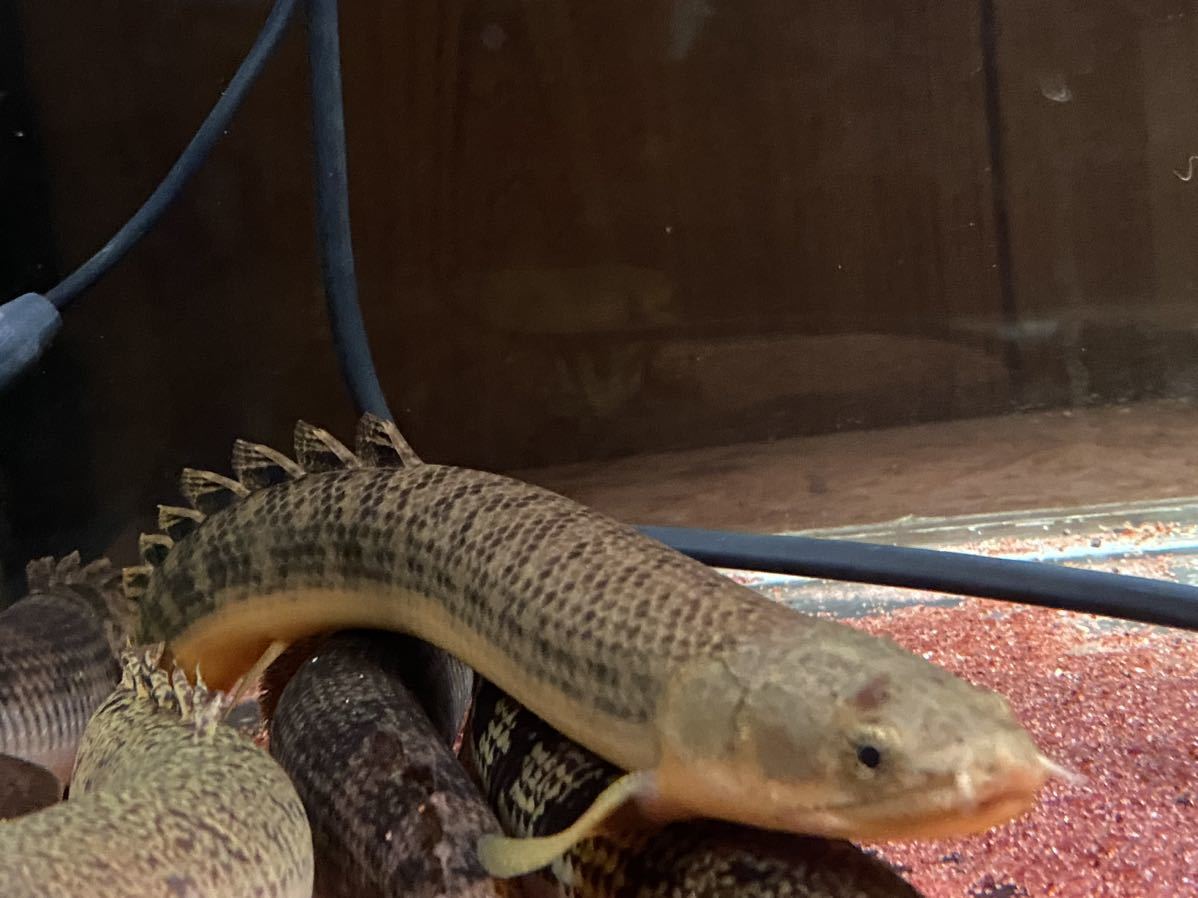 ザイールグリーン。ビュテコフェリー。3匹 セット！日曜発送限定！