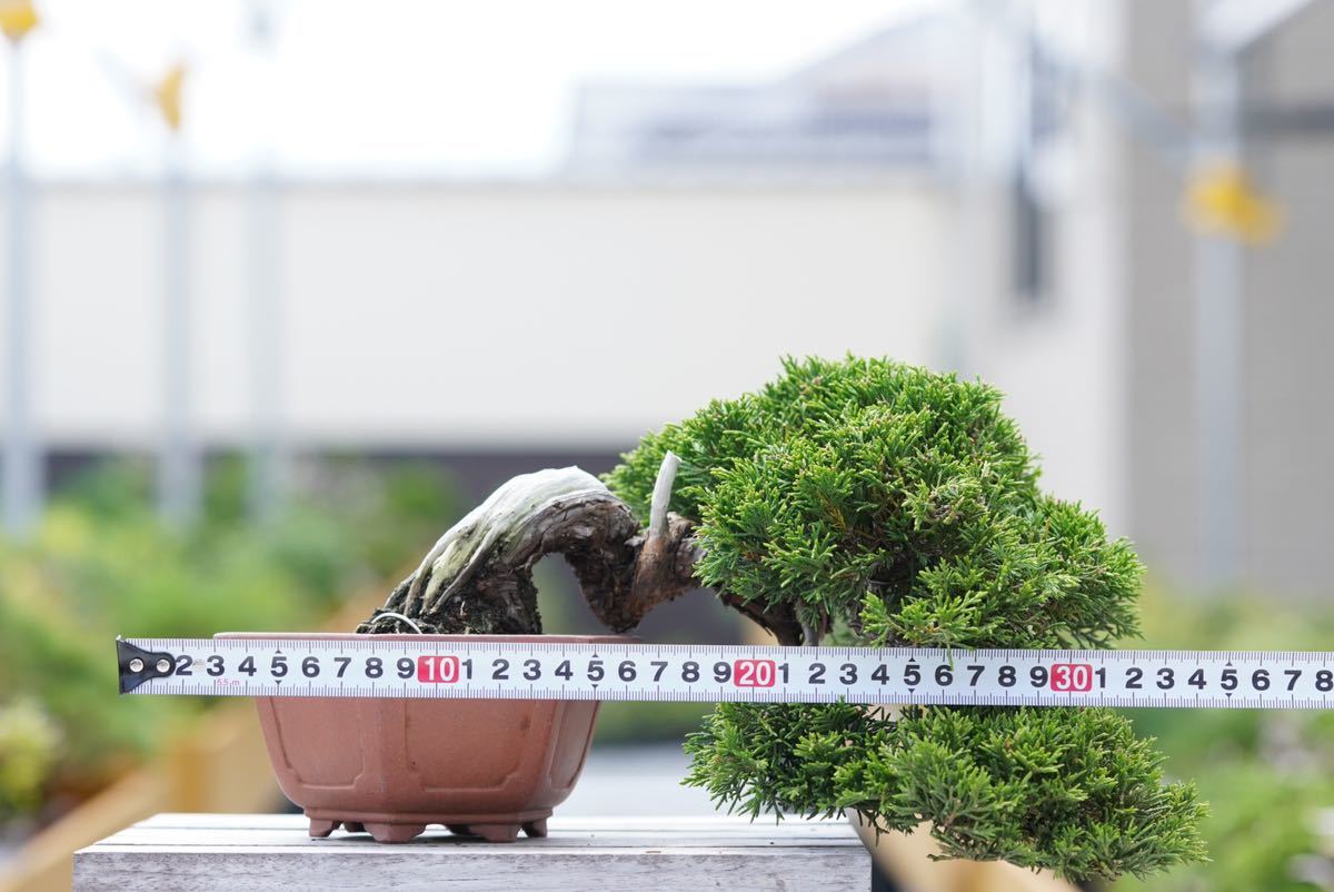 No.6 盆栽 真柏 いかがわしい 小品盆栽
