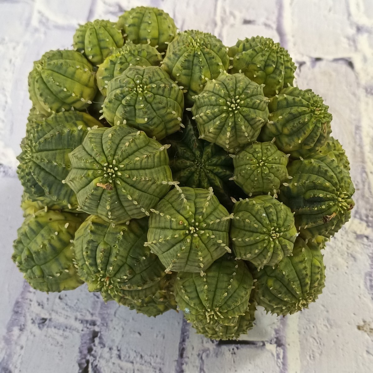 S106 アガベ 多肉植物 塊根植物 Euphorbia obesa 錦 ユーフォルビア オベサ 群生大株 