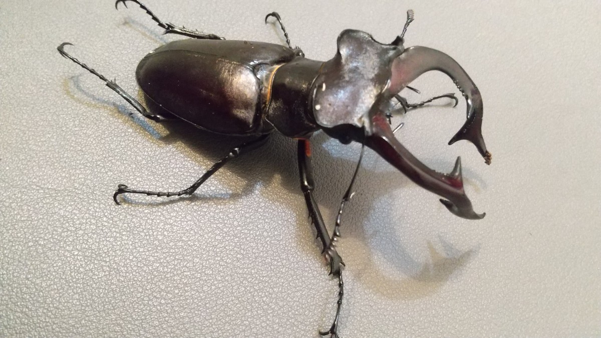 アクベシアヌスミヤマクワガタ 標本 91mm Sparkle Beetle