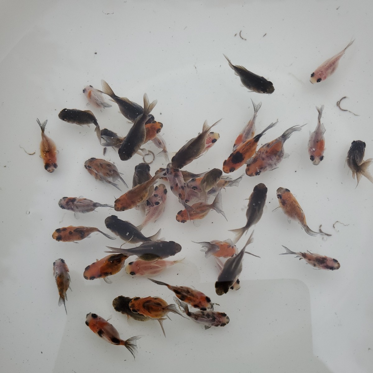 越後上越産 キャリコ玉サバ稚魚45匹 選別漏れ 3月末孵化3cm前後【画像個体】