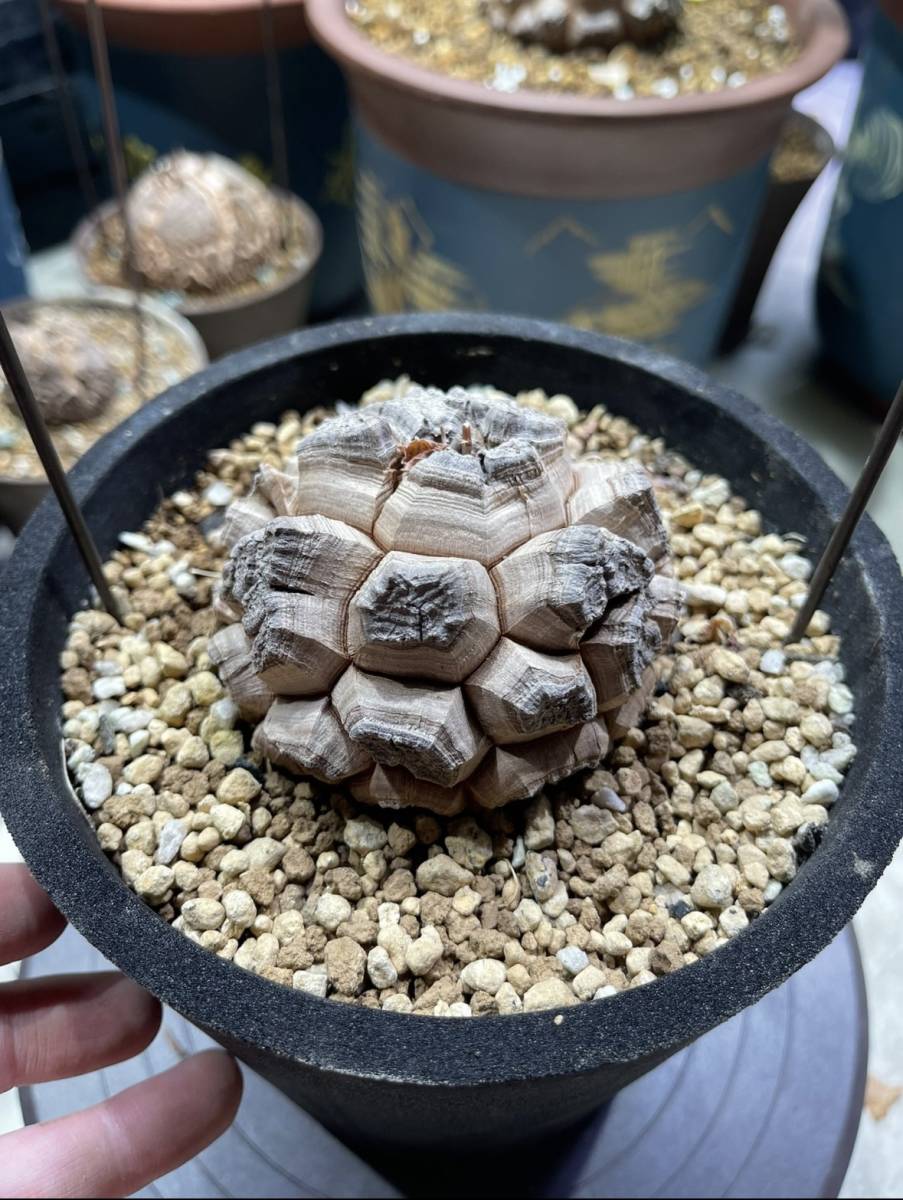 NO.3アフリカ亀甲竜 ディオスコレア・エレファンティペス（dioscorea