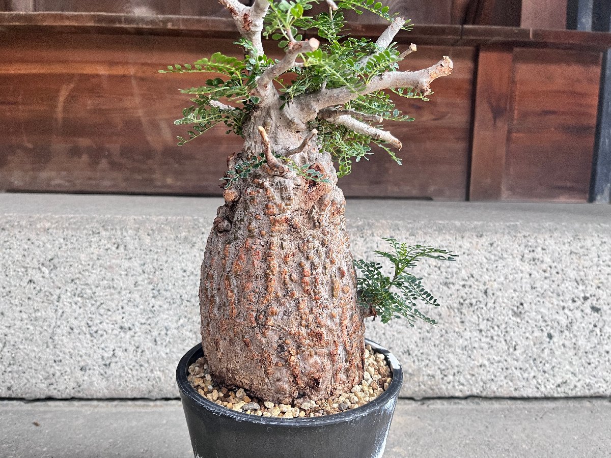Operculicarya パキプス オペルクリカリア pachypus 発根済 塊根植物 