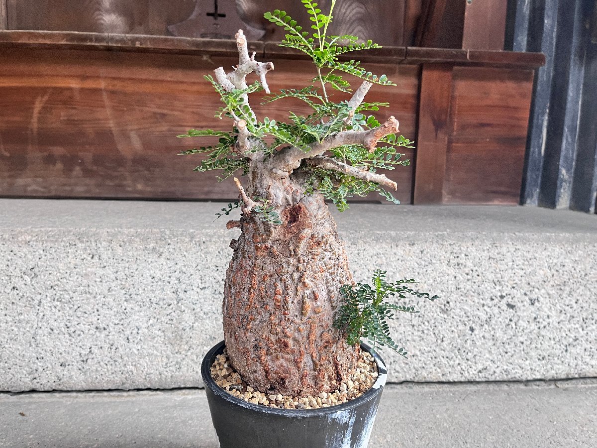 Operculicarya パキプス オペルクリカリア pachypus 発根済 塊根植物 