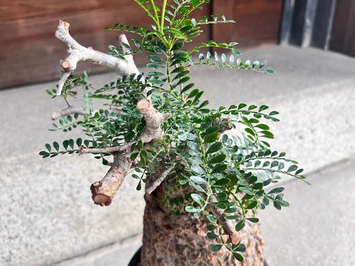 Operculicarya パキプス オペルクリカリア pachypus 発根済 塊根植物 