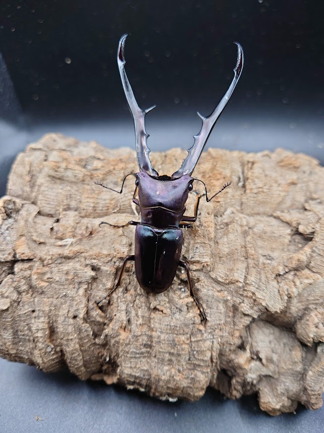 メタリフェルホソアカクワガタ ペレン産 ブルーパープル 大型ペア