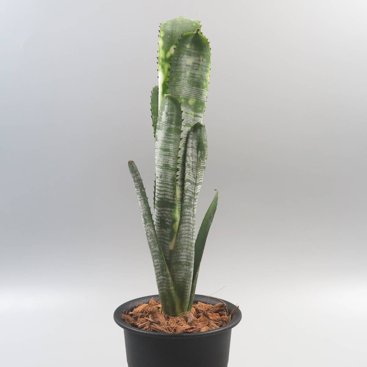 ビルベルギア Billbergia Domingos Martins F2 CB#05 Hybrid Cheryl
