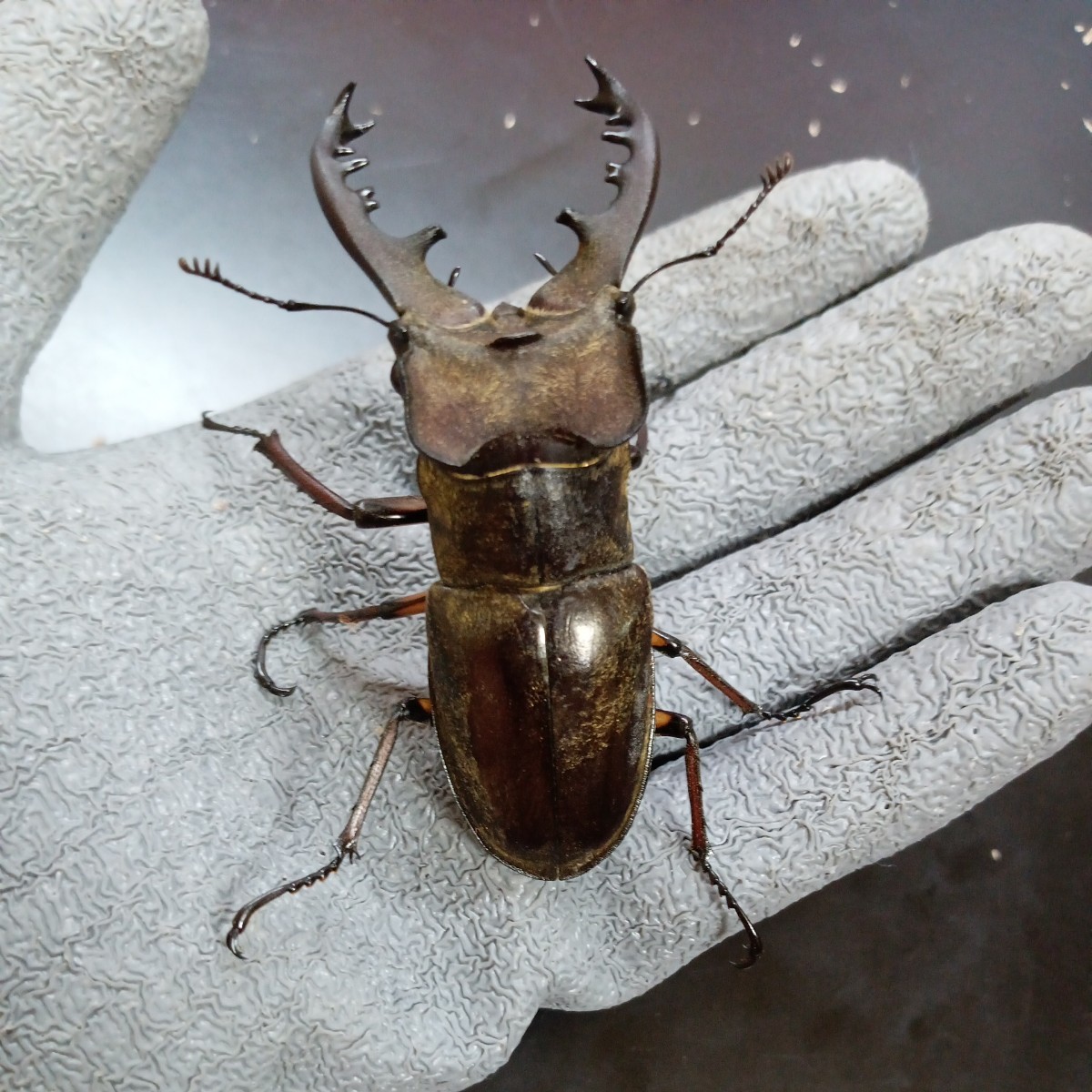 北海道産 ミヤマクワガタ 超大型 オール基本♂74.50mm 72mm71mm ♀43.41.40mm 3ペア⑥