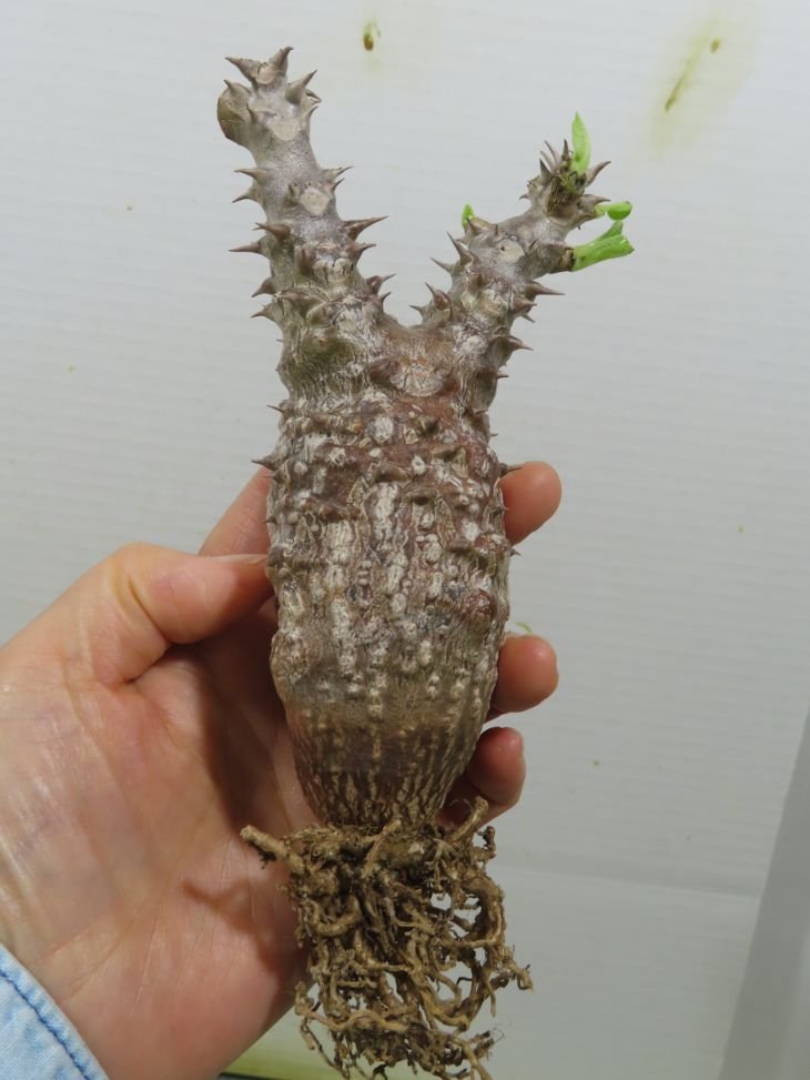 ク784 「塊根植物」パキポディウム ウィンゾリ 小 抜き苗【6/26最新到着・Pachypodium windsorii・多肉植物】