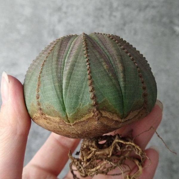 【B2813】【選抜中株!!】ユーフォルビア オベサ Euphorbia obesa ( 検索 アガベ 塊根植物 パキポディウム 多肉植物 )