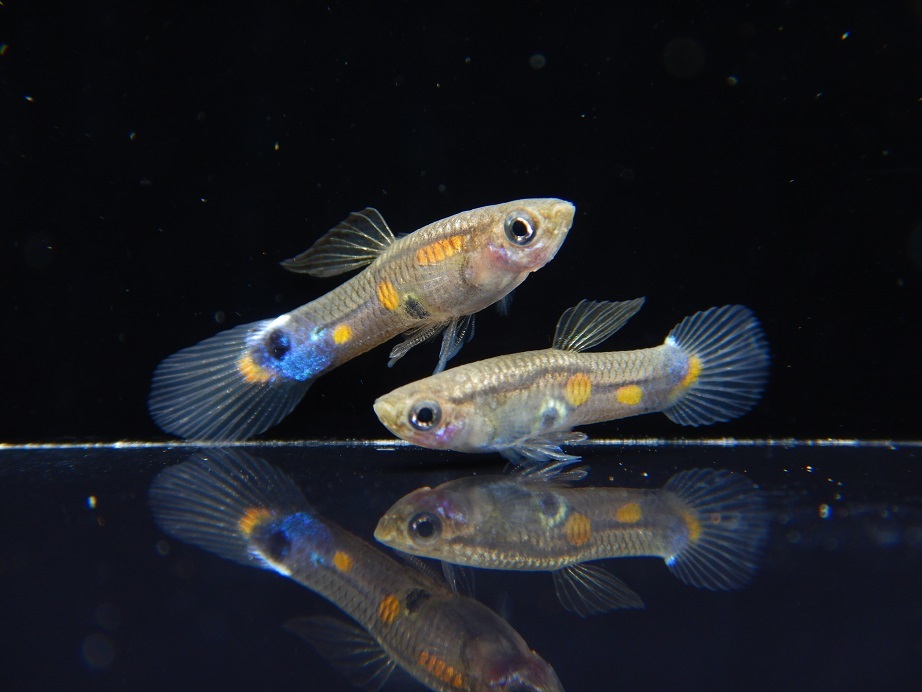【送料無料，得価】 熱帯魚 ワイルドフォーム グッピー １０ペア ２２７１５(グッピー)｜売買されたオークション情報、yahooの商品情報をアーカイブ公開 - オークファン グッピー
