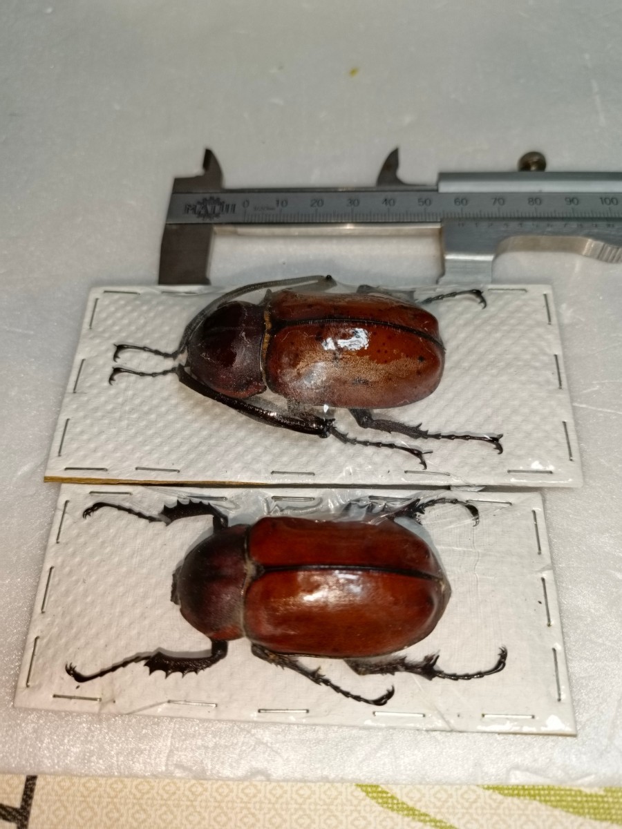 テナガコガネ 昆虫漂流記 Cheirotonus jansoni ヤンソニーテナガコガネ