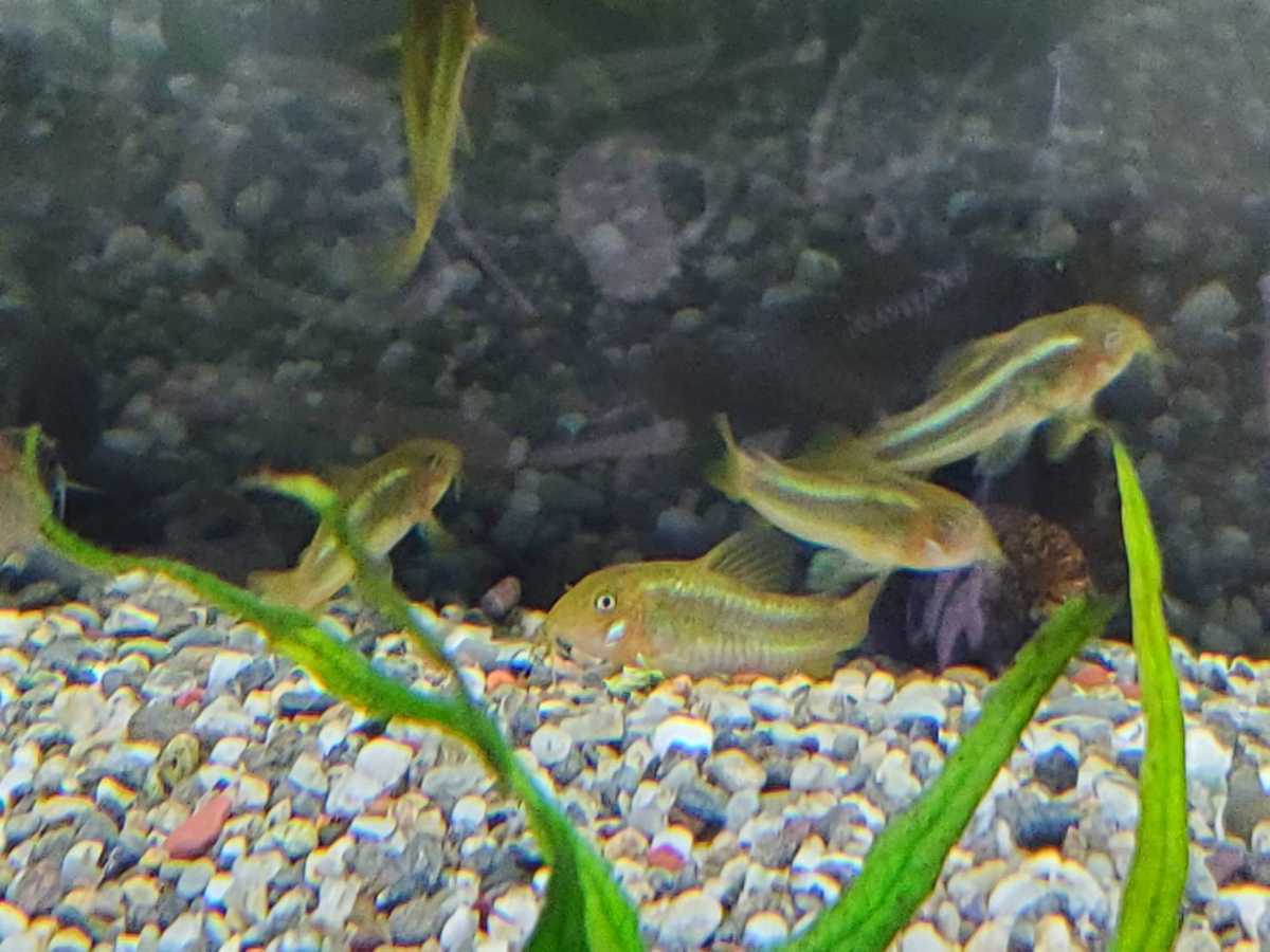 ＜コリドラス　イルミネータスグリーン＞　3.5～4.0cm【ブリード】 5匹セット 