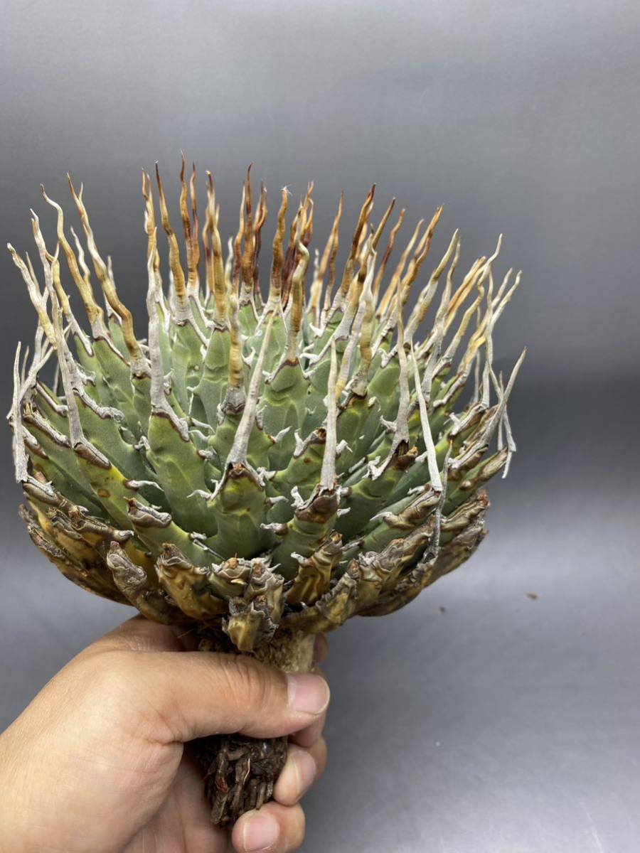 S623-52 陽炎蕾形厚肉粗曲棘アガベ ユタエンシス /Agave utahensis 名